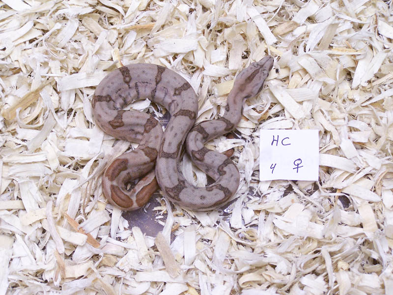 Hypo/Hogs
