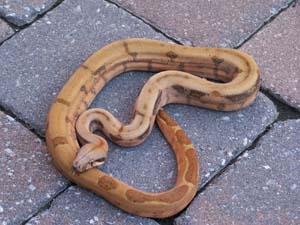Hypo/Hog