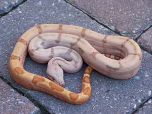 Hypo/Hog