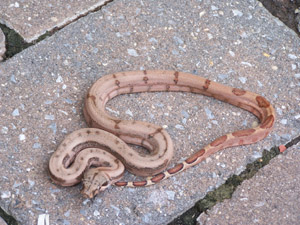 Hypo/Hog