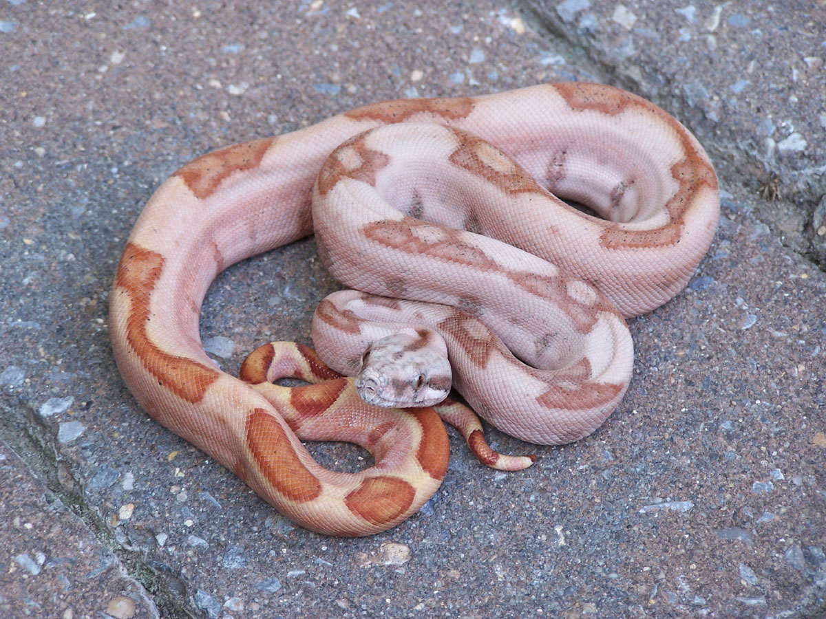 Hypo/Hog