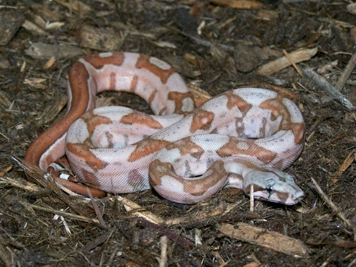PMHerps