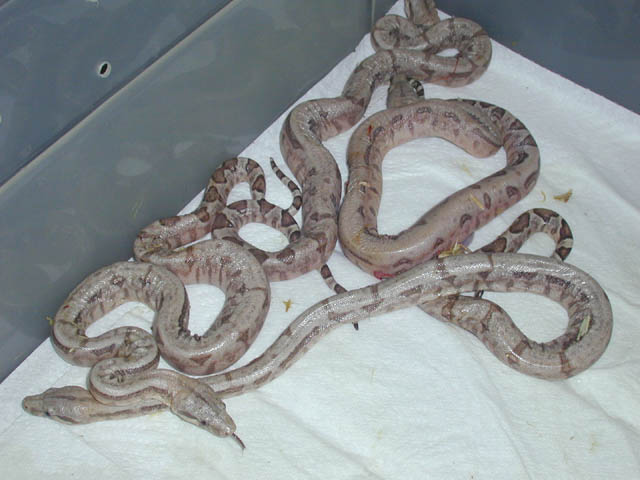 PMHerps