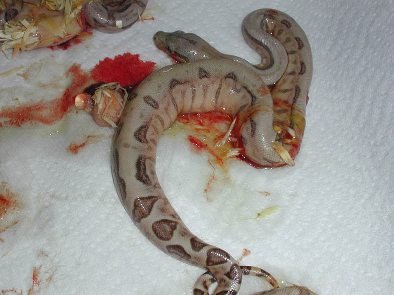 PMHerps