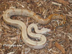 Patternless Hog Island Boas