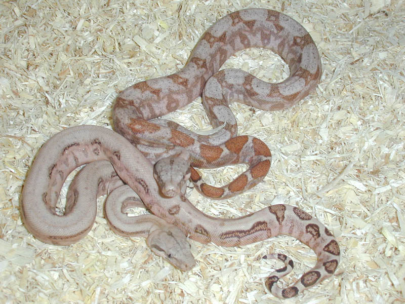 PMHerps