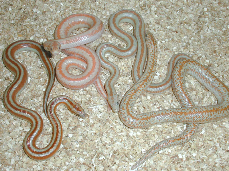 PMHerps.com